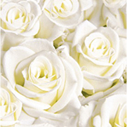 Duni Dunisoft-Servietten 40 x 40 cm white-dreams Duni Dunisoft-Servietten 40 x 40 cm white-dreams